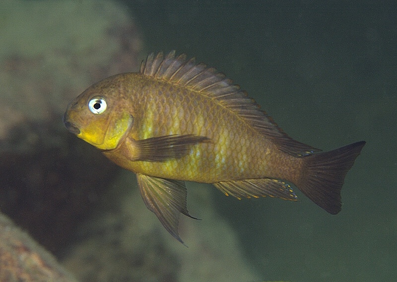 Tropheus sp. 'kipili' Mtosi Bay